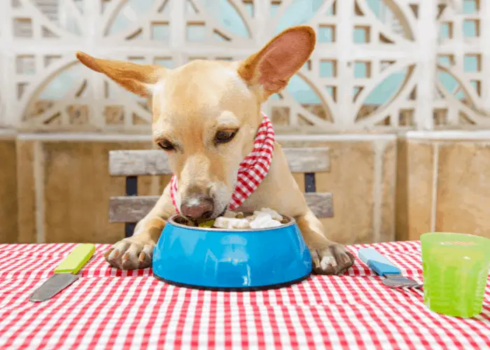 dog eating on the table