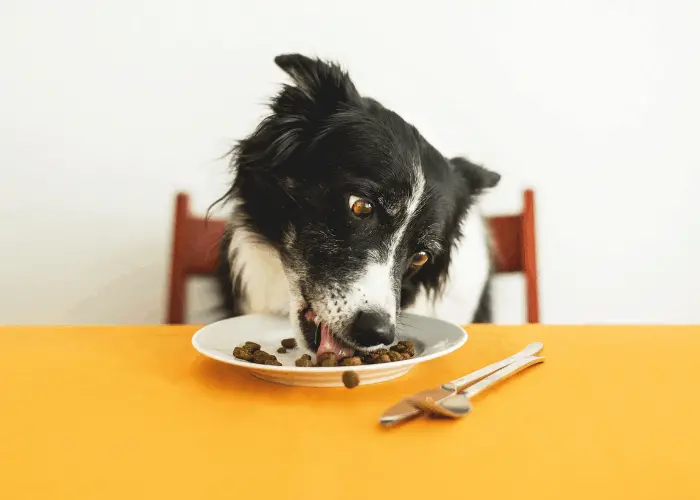 dog eating on the table