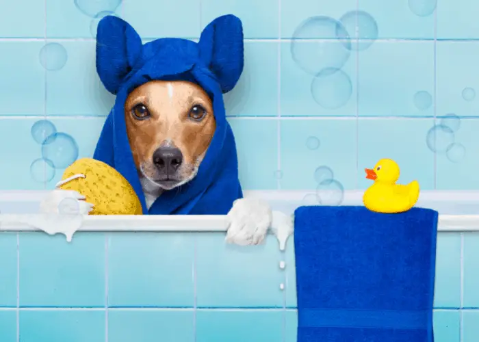 dog in a bath tub