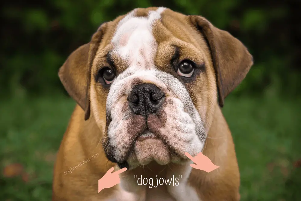 dog jowls illustration