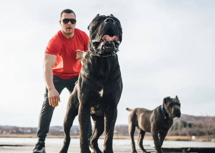 dog owner in red shirt with 2 cane corso