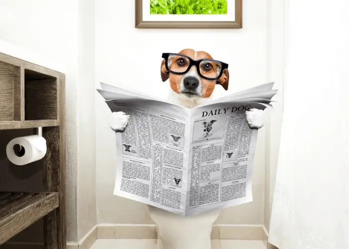 dog reading a newspaper while sitting on a toilet bowl