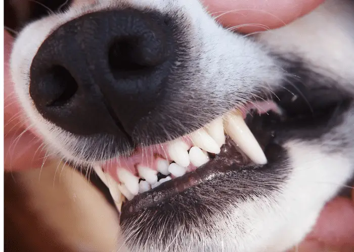 dog showing its teeth