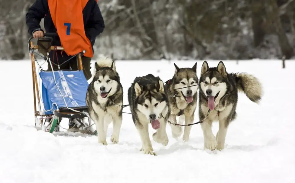 dog-sledding huskies
