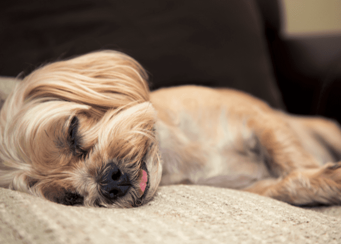 dog sleeping on the bed with tongue sticking out
