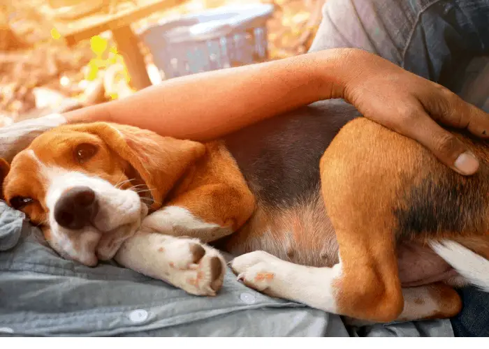 dog snuggling with owner