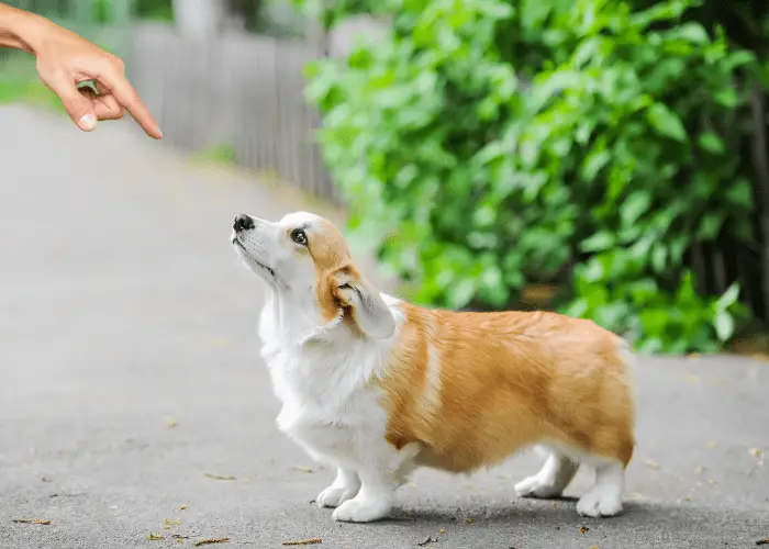 dog staying on the road