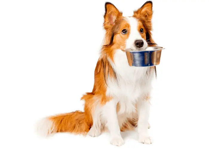 dog waiting for a meal image on white background