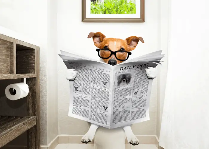 dog with eyeglasses reading newspaper while sitting on a toilet bowl