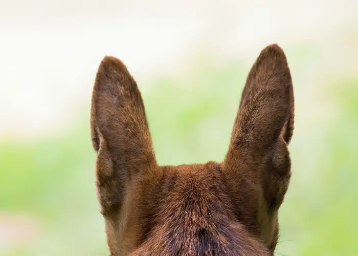 dog with pointed ears close up rear view photo