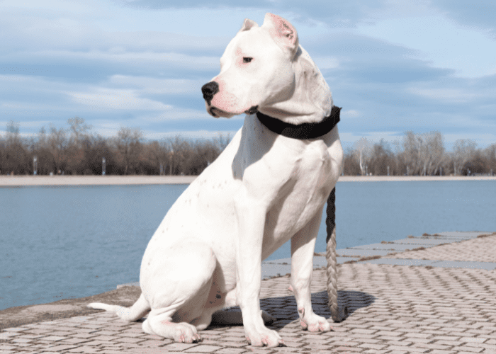 dogo argentino by the beachfront