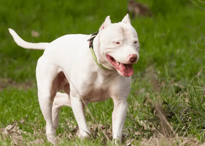 dogo argentino walking on the lawn