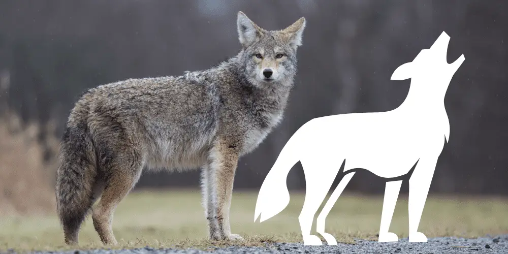 dogs that look like coyotes illustration