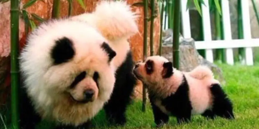 dogs that look like pandas article featured image