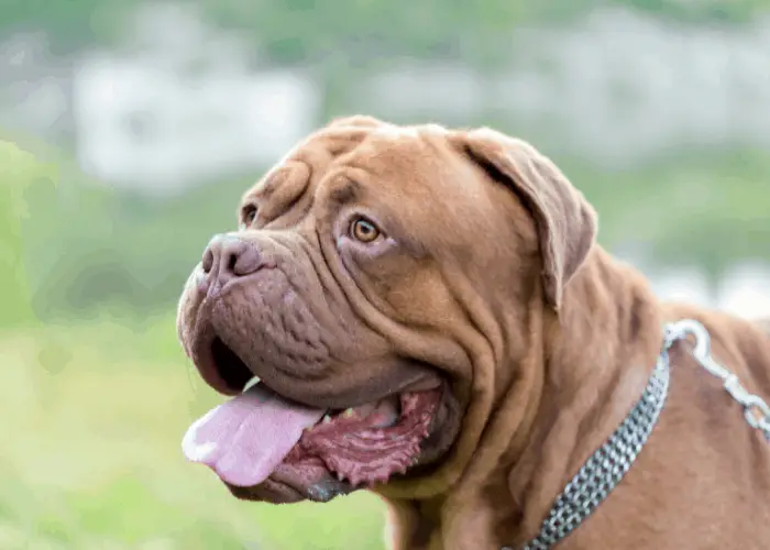 dogue de bordeux close up photo