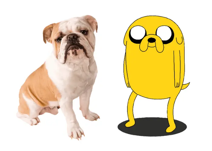 english bulldog and jake the dog