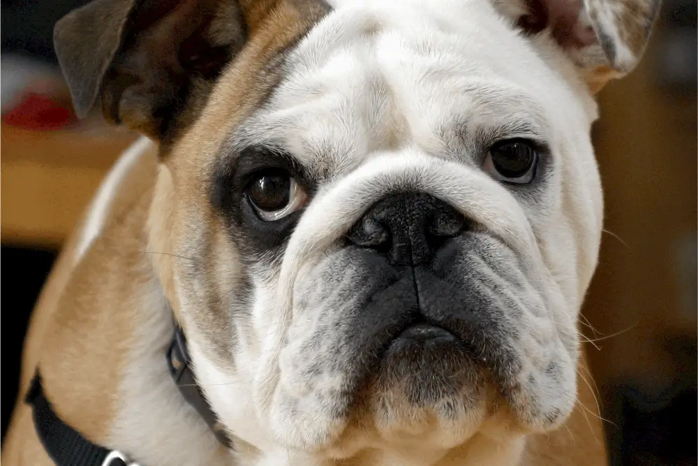 english bulldog close-up photo