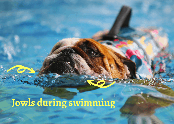 english bulldog using his jowls for swimming
