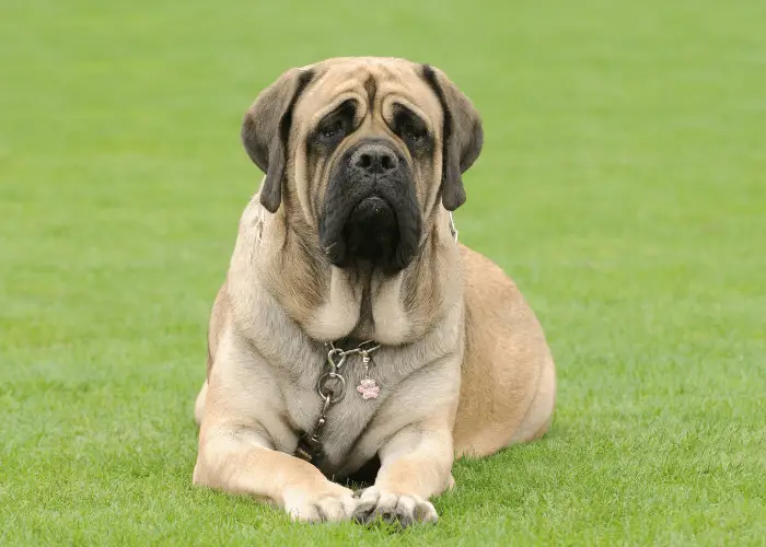 english mastiff dog on the green lawn