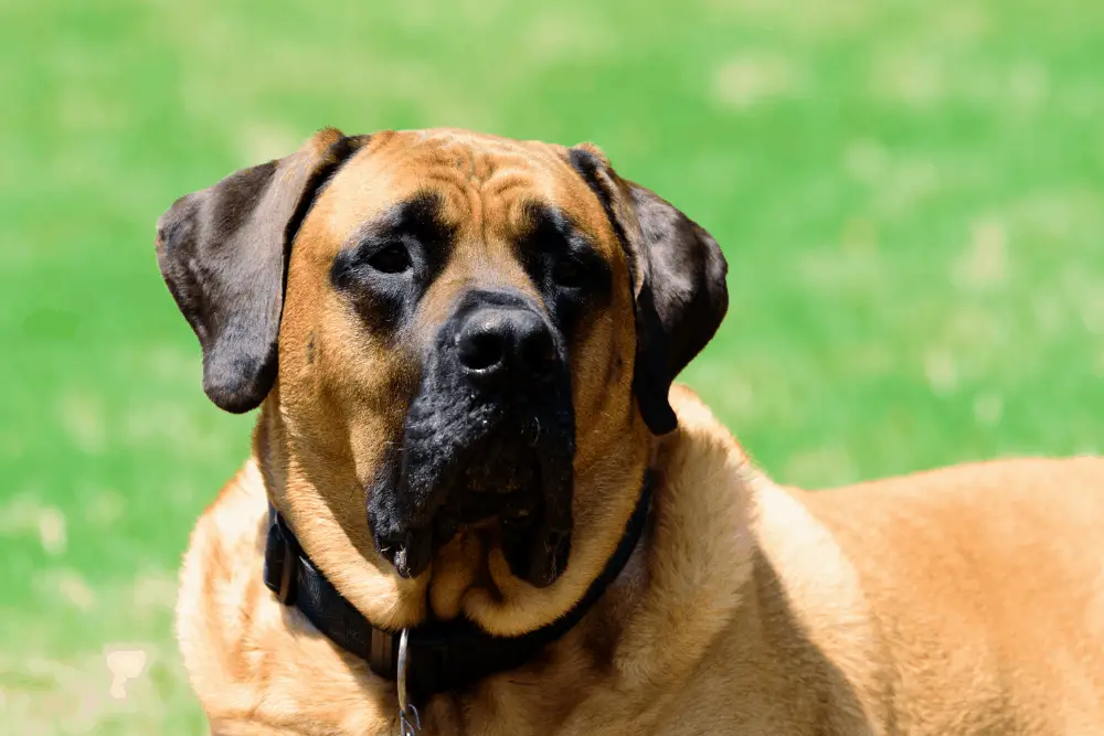 english mastiff in the sun