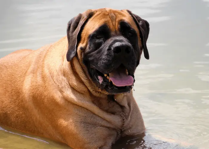 english mastiff in the water