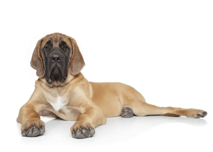 english mastiff lying on a white background