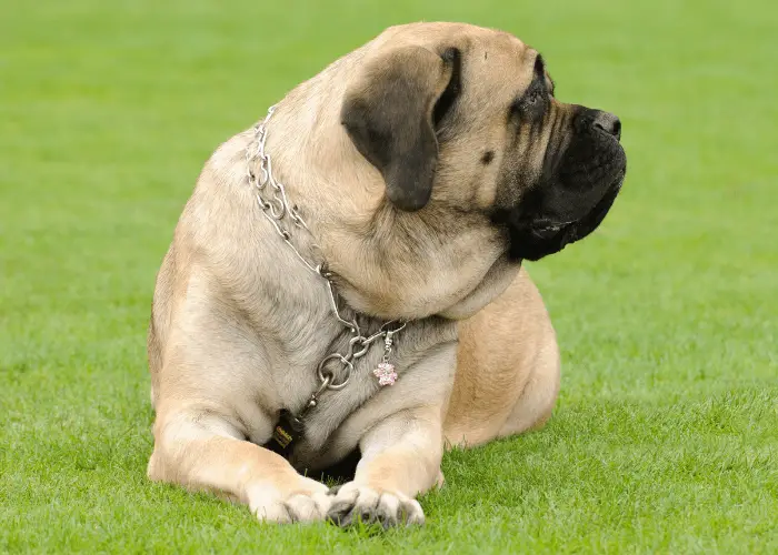 english mastiff lying on the green lawn