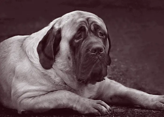  english mastiff old photo