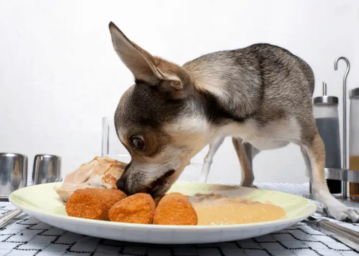 feeding a chiwawa