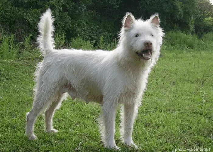 female Xiasi dog in the green lawn