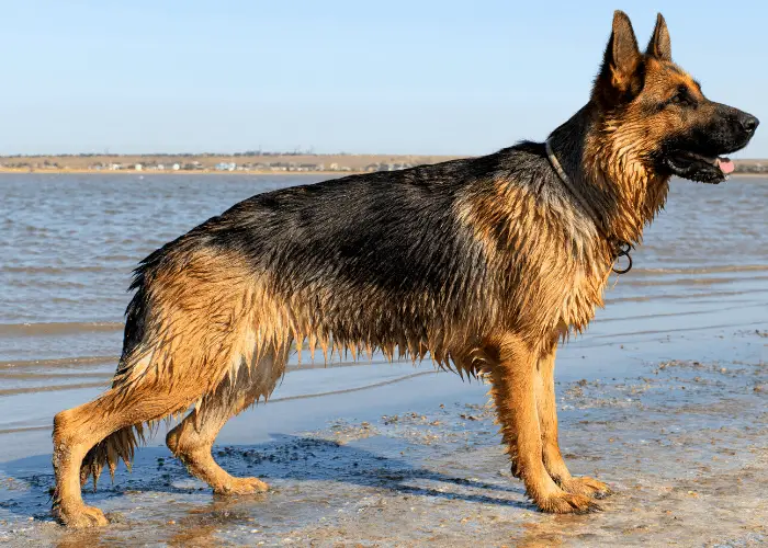 female german shepherd on the beach