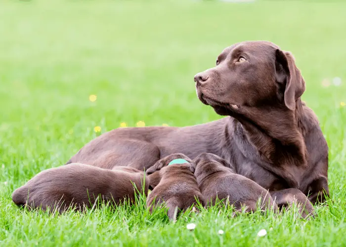 female labrador retriever feeding her litters on the lawn