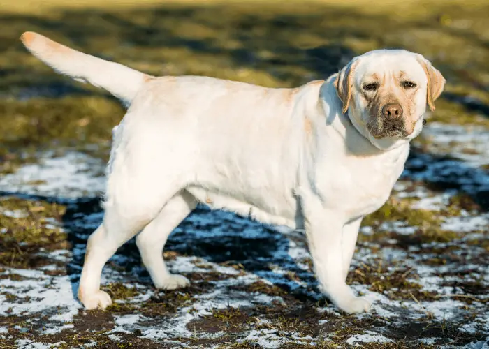 female labrador retriever outdoor in winter