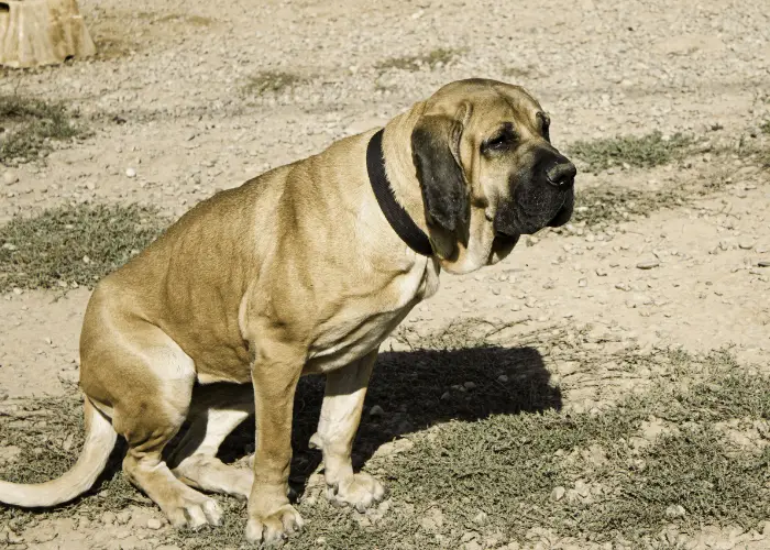 Fila Brasileiro