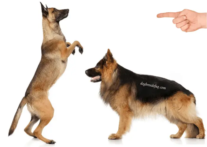 finger choosing the belgian malinois over german shepherd