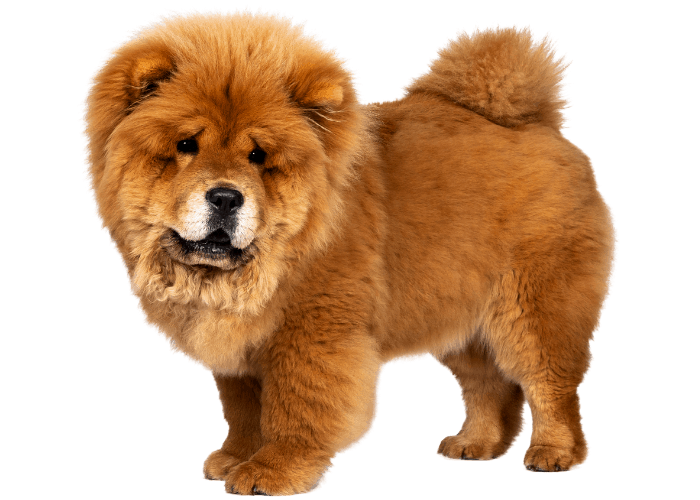 fluffy chow chow puppy standing on white background