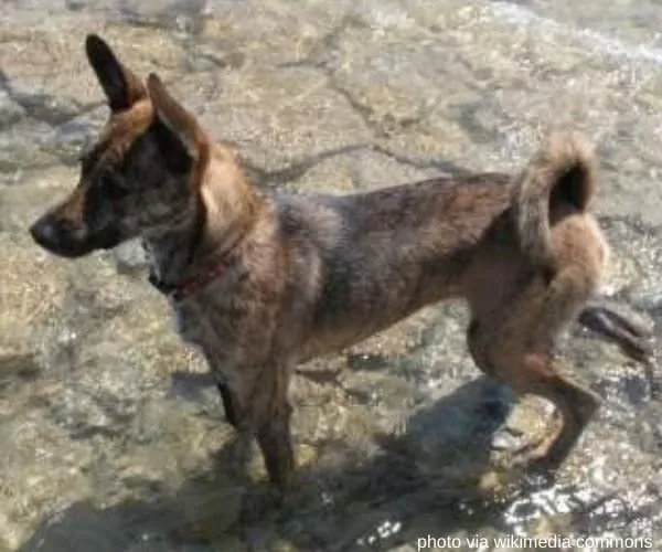 formosan mountain dog standing on shallow water