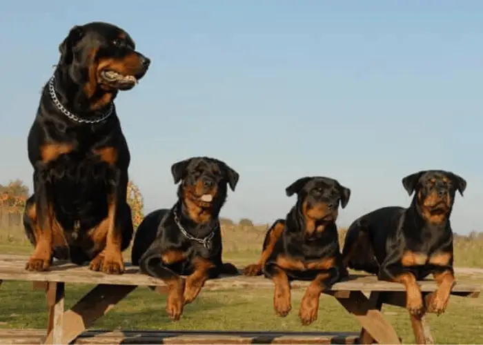 four rottweilers sitting on a long bench