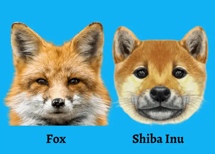fox and shiba inu on blue background