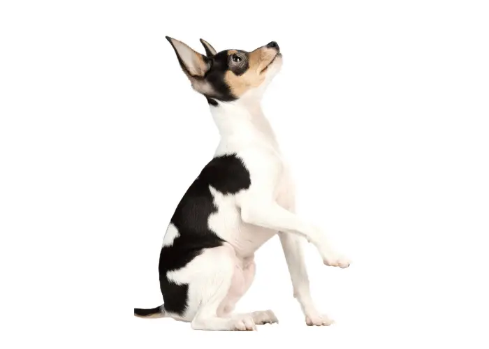 fox terrier looking up