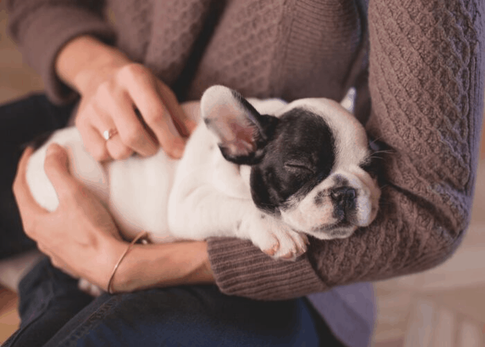french bulldog being cuddled by owner