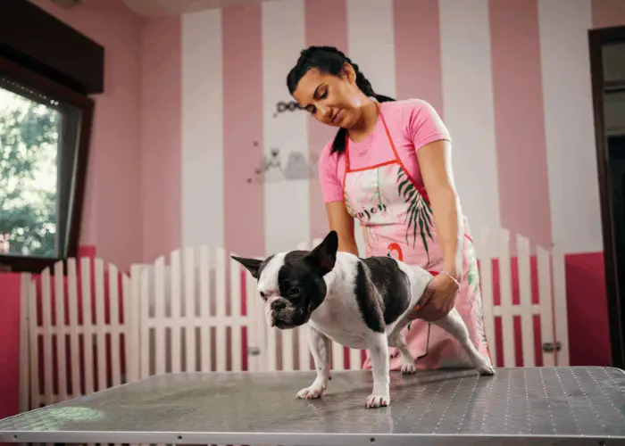 french bulldog in a dog grooming salon