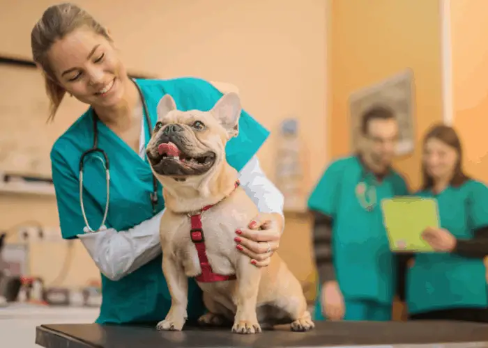 french bulldog in a vet clinic