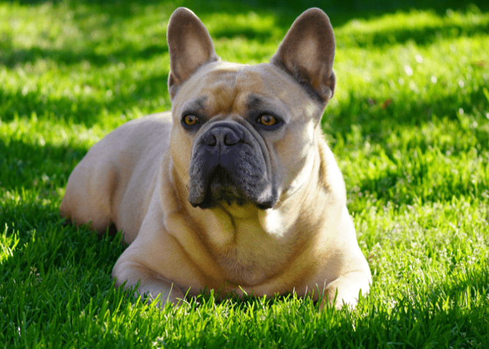 french bulldog lying on the lawn in the park