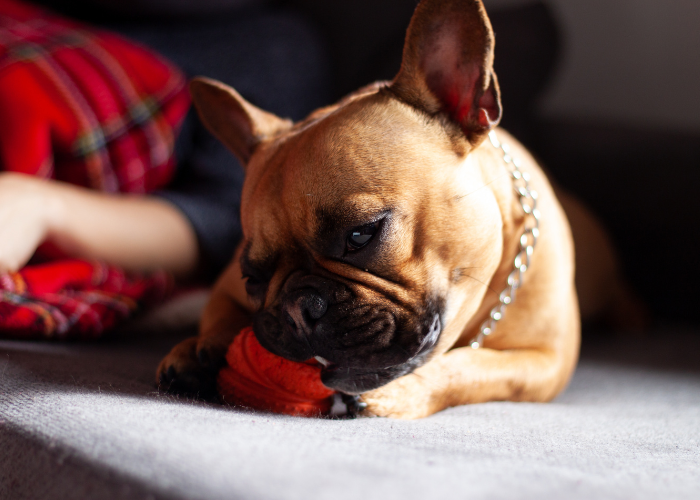french bulldog nibbling a dog toy on a sofa