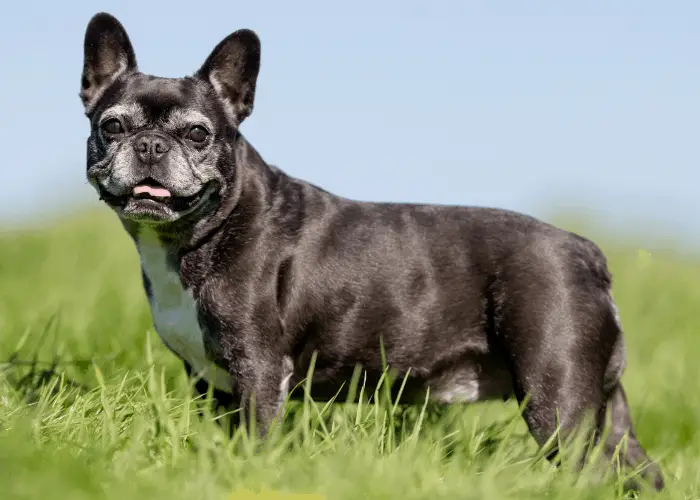 french bulldog outdoors