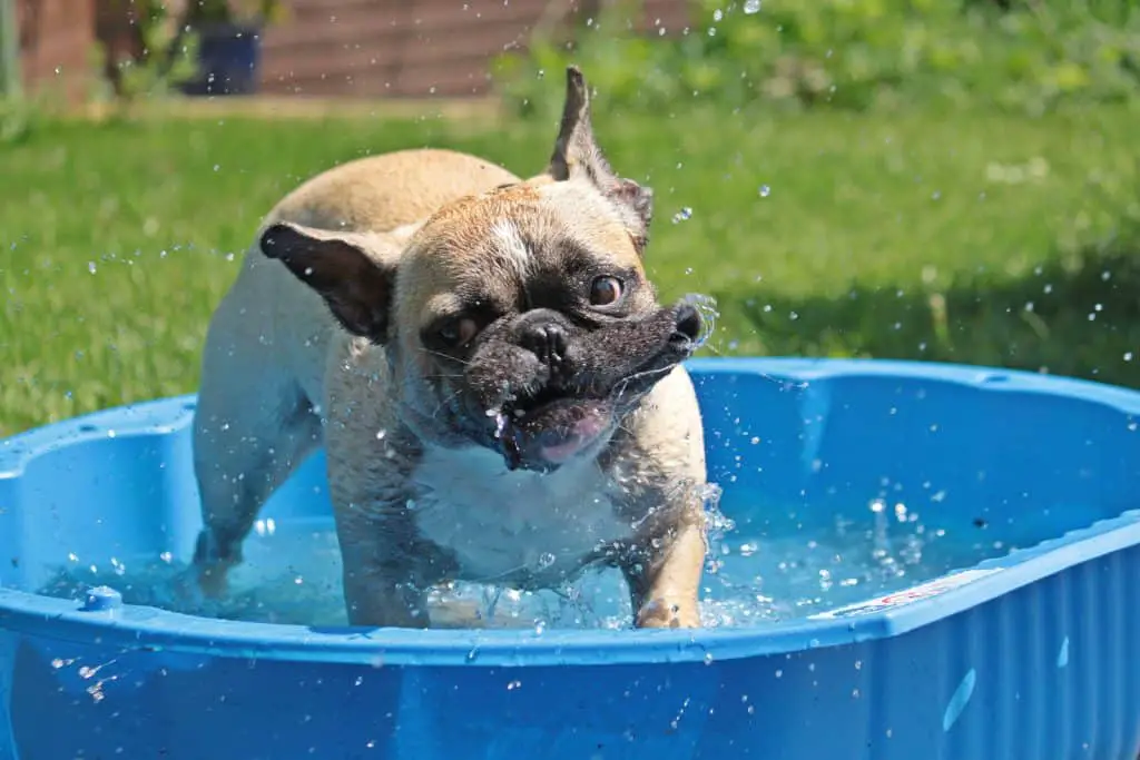 french bulldog shaking in a blue water basin