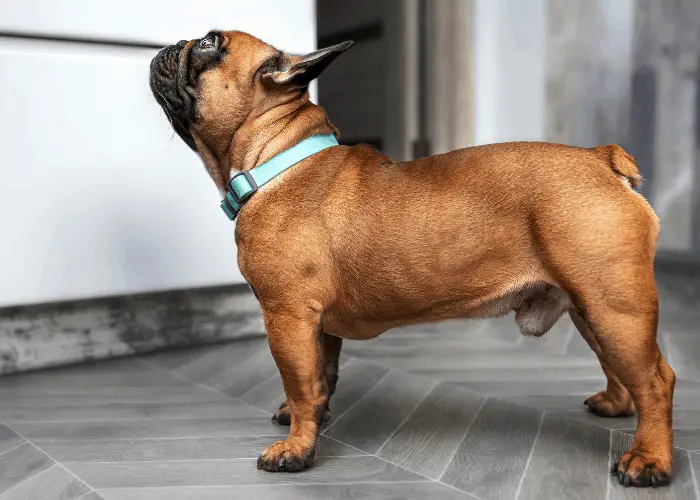 french bulldog side view