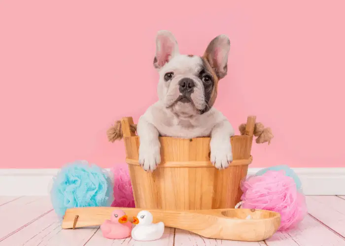 french bulldog's grooming