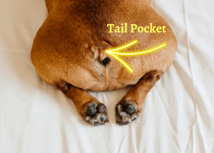 french bulldog's tail pocket